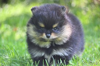 POMERANIAN - 6