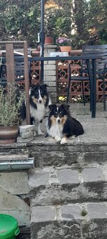 Prodám štěňata Tricolorni sheltie bez PP. - 6