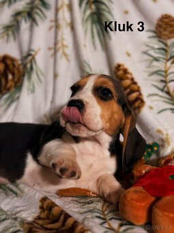 Bígl trikolor, štěňátka - 6