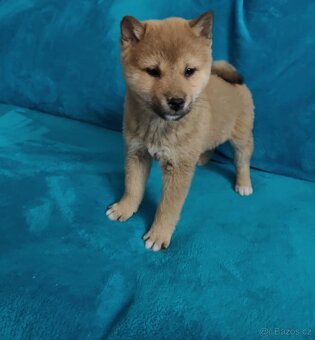 Shiba inu - 6