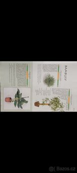 Pokojové rostliny - 6