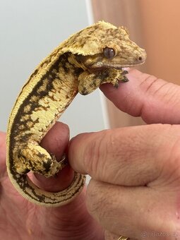 Pagekon řasnatý sameček Full Pinstripe 23g - 6