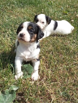 Kavalír king Charles Španěl - 6