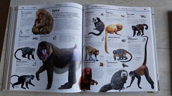 Zvířata a Dinosauři v kostce - 6