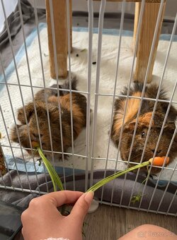 Prodám 2 morčata – samičky (2 roky, rozetové) - 6