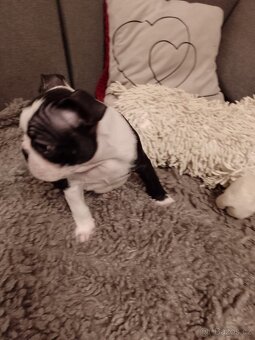 Bostonský teriér s PP FCI - 6