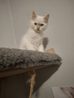 Red ragdoll bez PP - 6