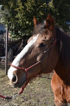 Česko-moravský belgik - 6