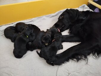 Flat coated retriever štěňata s PP - 6