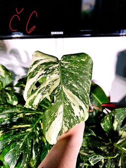 Monstera Albo - řízky od 200,- - 6