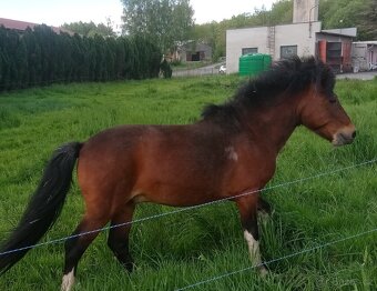 Ponny - 6