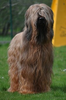 BRIARD PLAVÝ s PP - 6