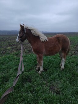 Prodám kobylku čmb - 6