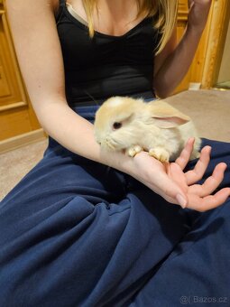 Zakrslý králík - 6