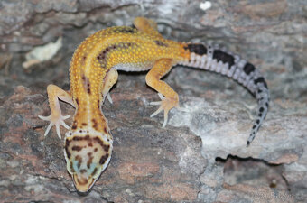 Gekončík noční - letošní mláďata - 6