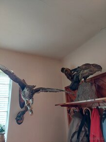 Vypreparovaná zvířata a parohy. - 6