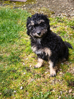 pudl trpasličí - 6