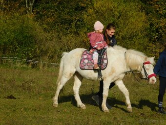 valach pony - 6