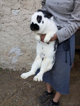 Samice i samci obrů NOS a BU, Činčily veliké - 6