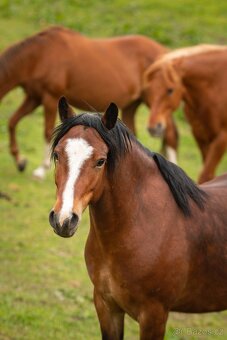 Welsh pony of cob type - Fréďa - 6