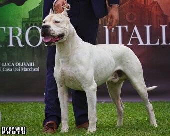 Argentinska doga - šteniatko fenka s PP - 6