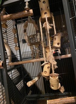 Ara Nobilis - Ručně dokrmené mimino / Samička DNA test - 6