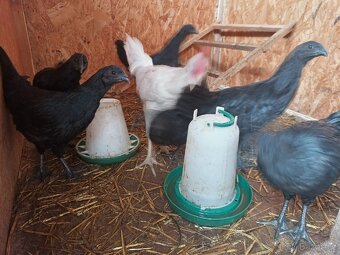 Ayam cemani - 6
