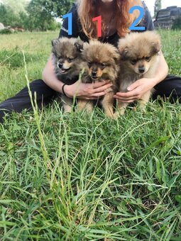 Štěňátka špic pomeranian - 6