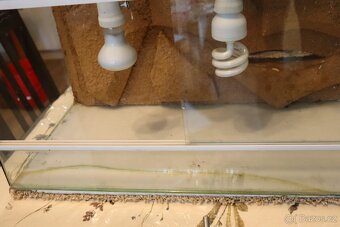 Terárium VYBAVENÉ pro malé agamy / gekončíky noční - 6