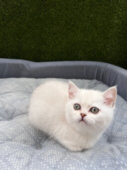 Britská silver chinchilla bez pp - 6