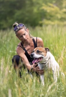 Kříženec staforda - 6