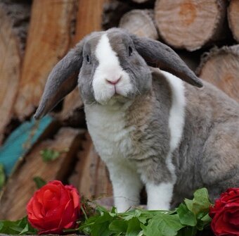 Krasna miminka rex beranků ( plyšová srst) - 6