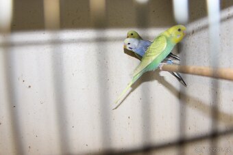 Letošní odchovy australských papoušků - 6