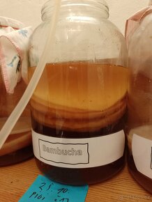 Kombucha - 6