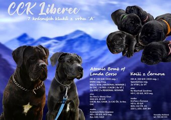 Štěňata CaneCorso k odběru 14.7.2025 - 6