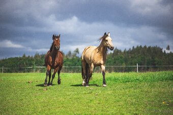 Welsh Cob klisna - 6 let - 6