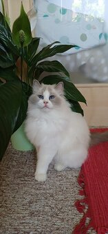 Ragdoll koťátka - 6