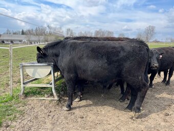 Dexter homozygot plemenný býk - 6