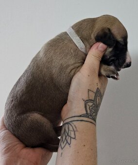 Whippet s PP - 6