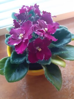 pokojové rostliny - 6