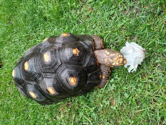 Želva Uhlířská - dospělé dvě samice - 6