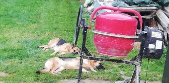 Nemecky ovčák typu Rex(štěňata) - 6