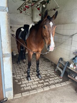 Valach do drezurního sportu vhodný i pro dítě či amatéra - 6