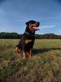 Rottweiler RTw - 6