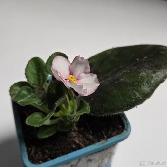 Fialka bílá,  růžové okraje květů - 6