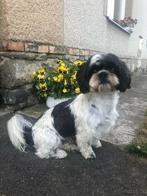 Krytí Shih - Tzu - 6