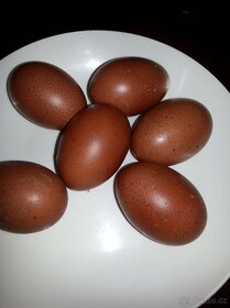 Násadová vejce Maranska černá/modrá měděnokrká - 6
