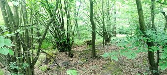 Prodej lesa u Staříče, celý, nebo na na části - od 5.000m2. - 6
