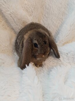 Vymazlení zakrslý králíčci - beránek, teddy, rex, minilop - 6