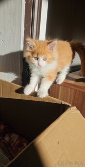 Mainská mývalí - koťata křížený - 6